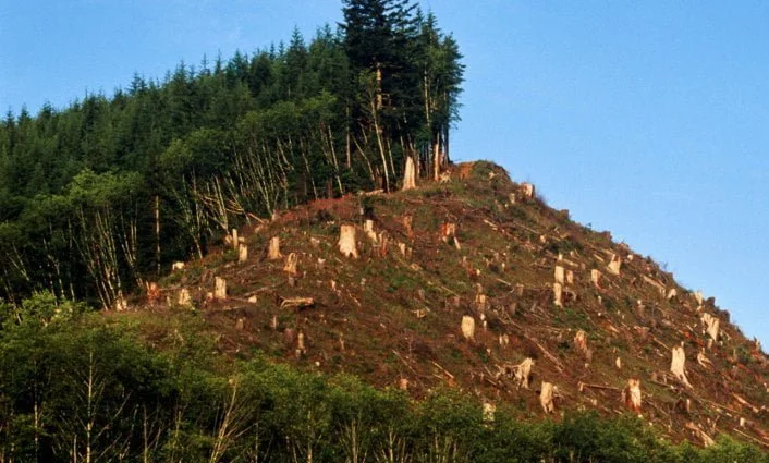 deforestación