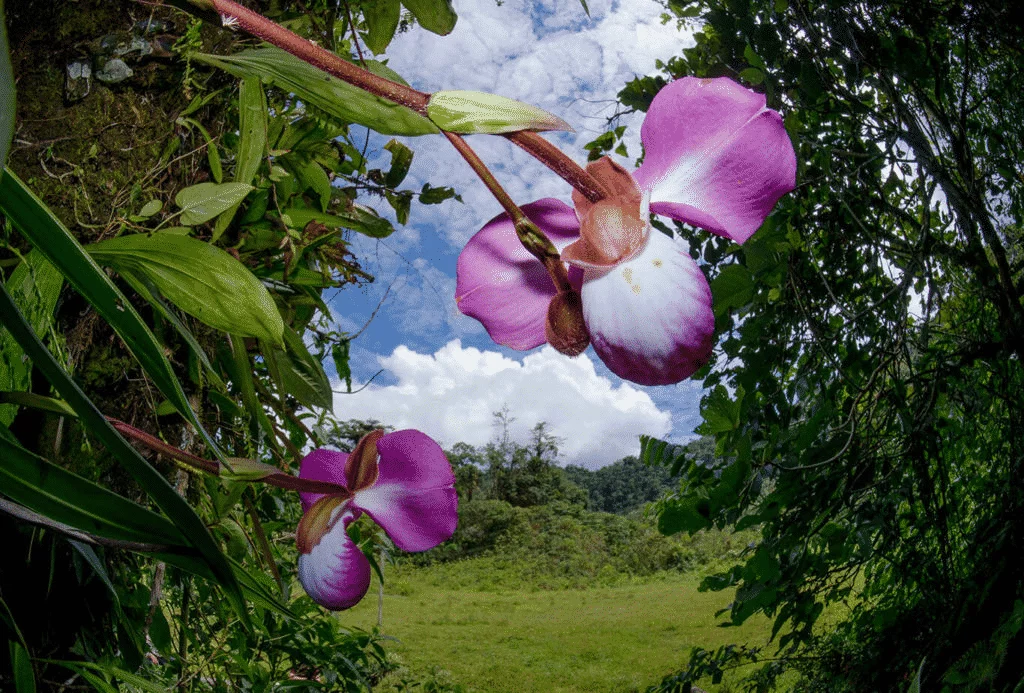 Región Selva Región Selva