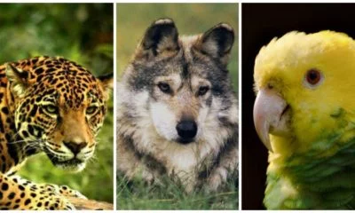 Animales en peligro de extinción en México