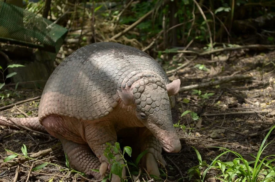 animales en peligro de extinción en Colombia