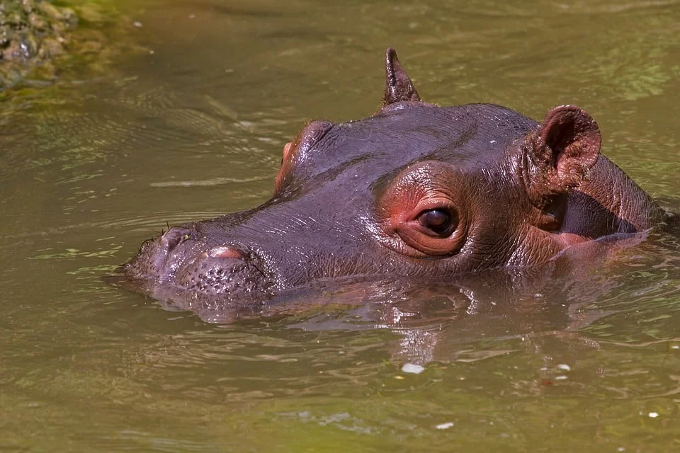 hipopótamo herbívoro