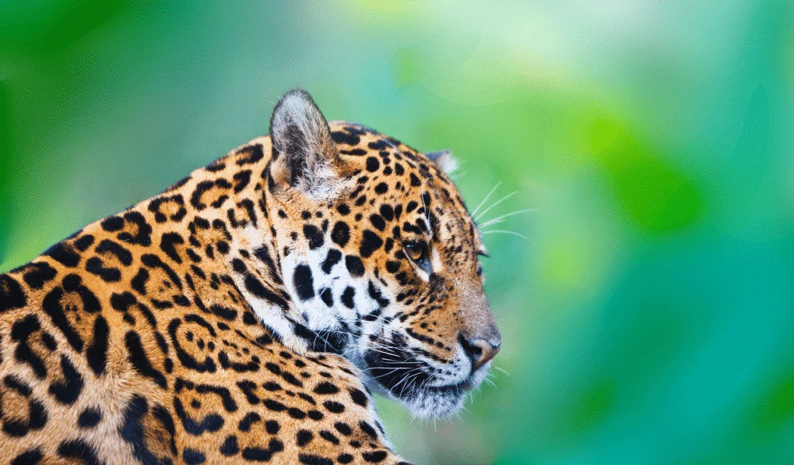 Animales en peligro de extinción en Guatemala
