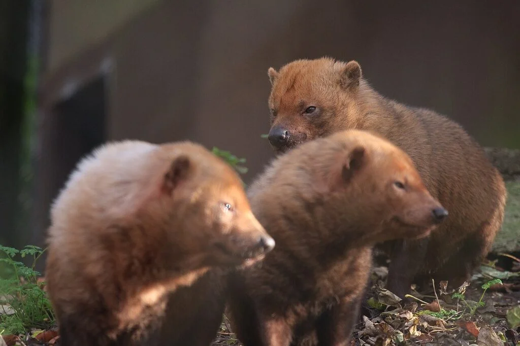 Animales en peligro de extinción en Panamá