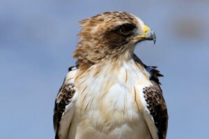 ÁGUILA CALZADA » Características, donde vive y qué come