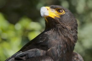 Águila Negra