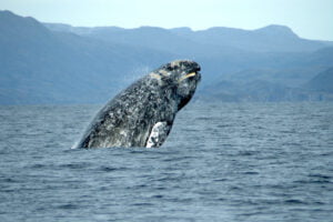 Ballena Gris