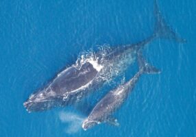 BALLENA FRANCA » Características, Hábitat, Migración