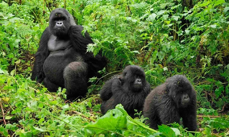 GORILA DE MONTAÑA » Características, Hábitat, Alimentación, Producción, Amenazas de extinción