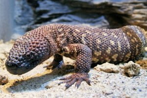 Lagarto Enchaquirado