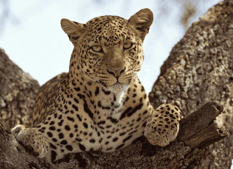 LEOPARDO AFRICANO » Características, Hábitat, Que come, Reproducción, Tipos De Leopardos
