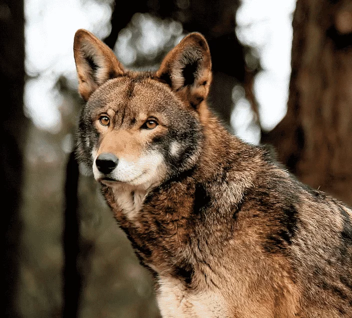 LOBO ROJO » Características, Hábitat, Alimentos, Reproducción, Tipos De Lobos