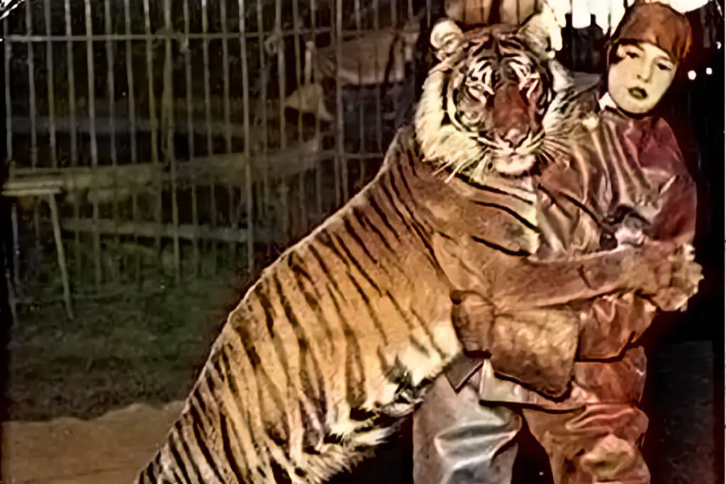 Tigre de Bali