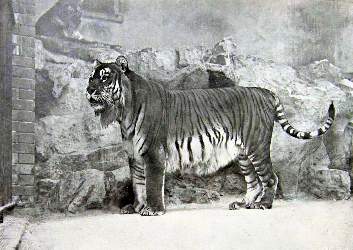 Tigres Extintos