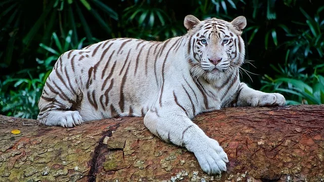 tigre-blanco