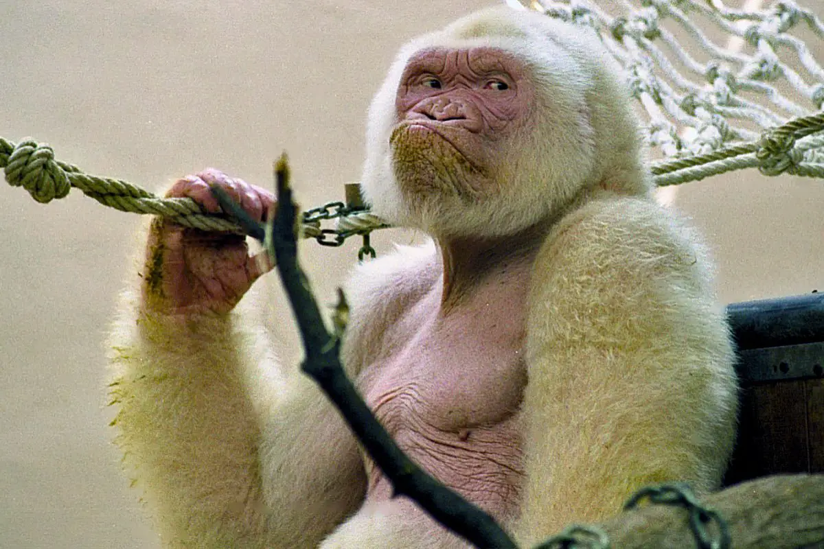 Gorila Albino