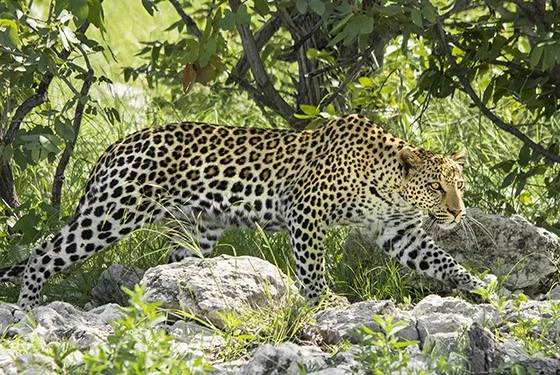 Leopardo Caracteristicas Habitat Que Come Tipos Y Reproduccion Cumbre Pueblos