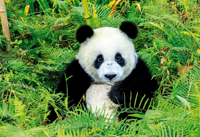 OSO PANDA » Características, hábitat, reproducción y comida
