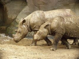 RINOCERONTE DE SUMATRA » Características, Hábitat, Subespecies