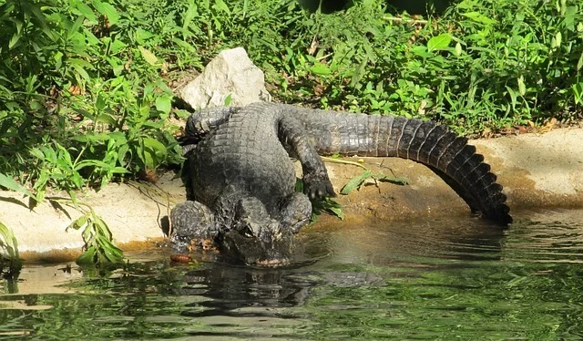 cocodrilo-aligator-chino