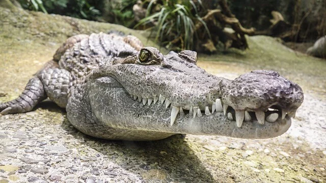 tipos-cocodrilos