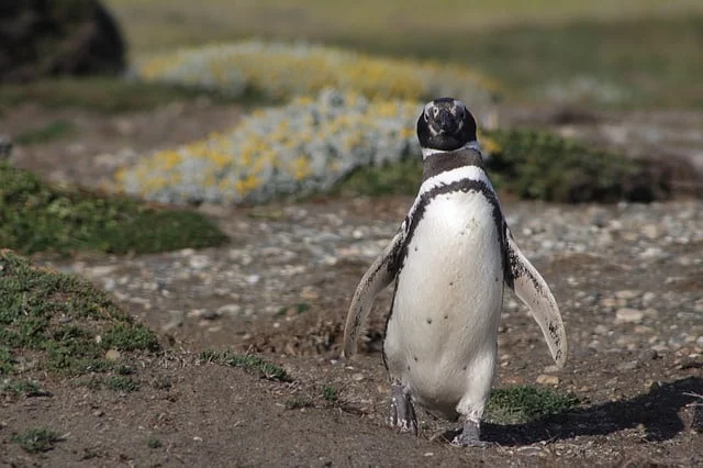 pingüino-de-Magallanes