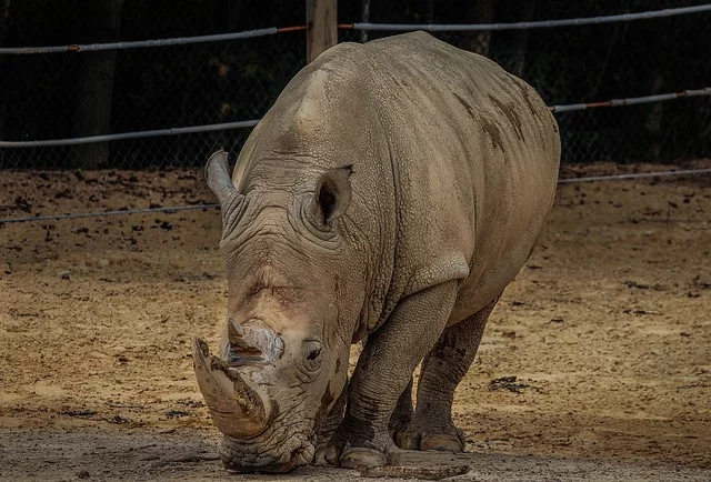 rinoceronte-blanco