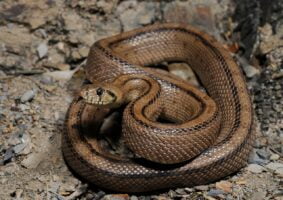 Serpiente Escalera
