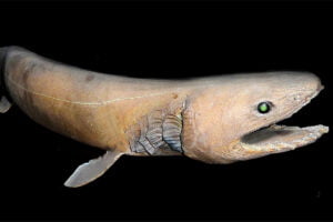 Tiburón Anguila