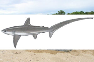 Tiburón Zorro