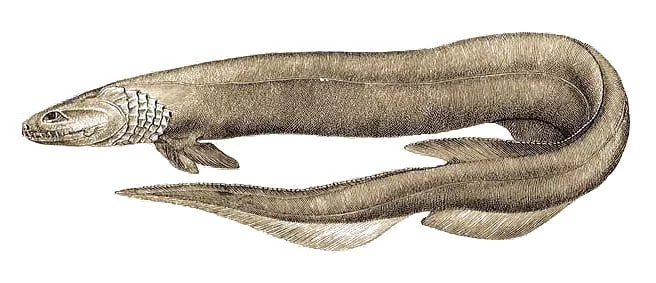 tiburon-anguila