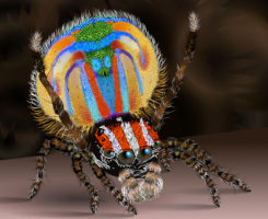 Araña Pavo Real