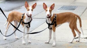 Podenco Ibicenco.