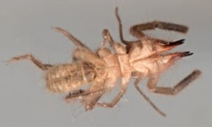ARAÑA CAMELLO» Características, Alimentación, Hábitat