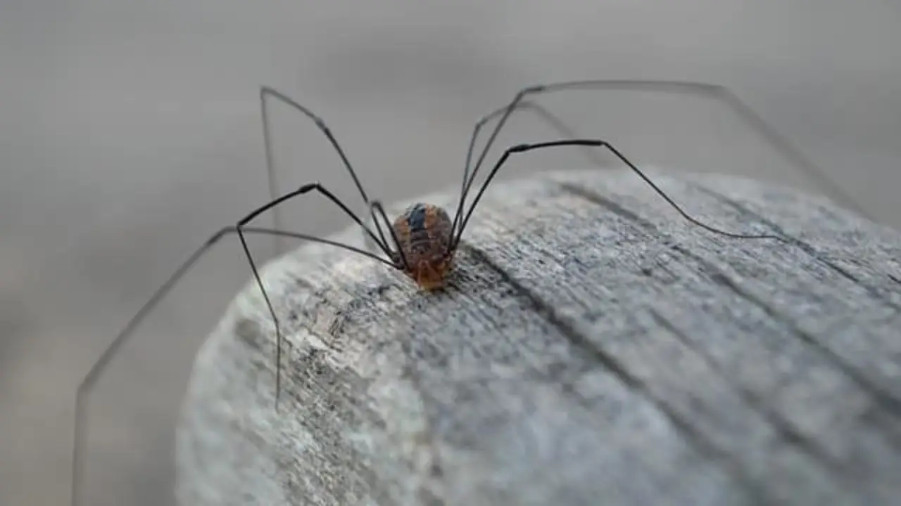 araña cafe claro grande