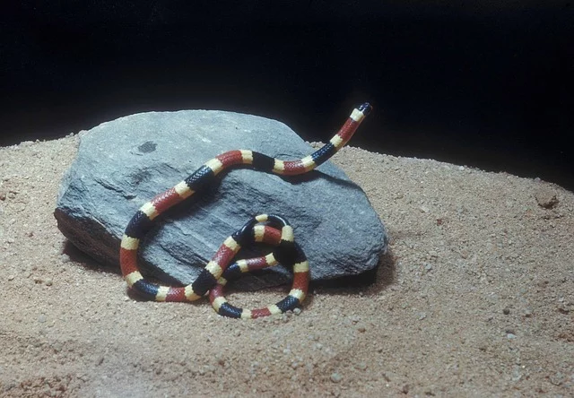 serpiente-coral