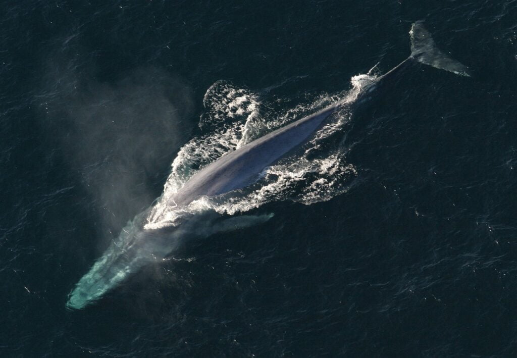 blue whale, hd wallpaper, background image