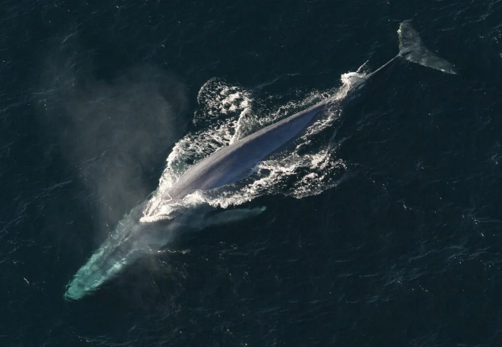 blue whale, hd wallpaper, background image