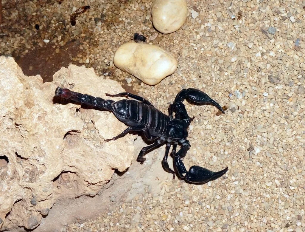 scorpion, black, sand
