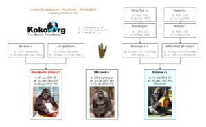GORILA KOKO » Características, Hábitat, Que Come, Producción e Historia.