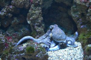 fish, octopus, water