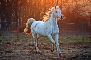 Caballo Árabe