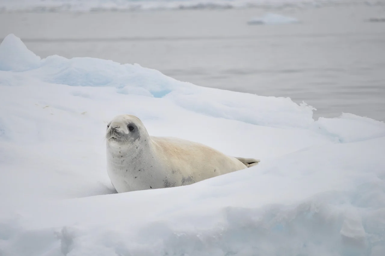 white, seal, antarctica