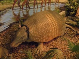 Animales en peligro de extinción en ecuador