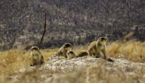 Animales en peligro de extinción en México