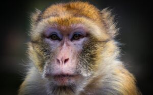 Macaco de Java