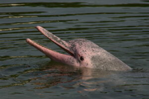 DELFÍN ROSADO DEL AMAZONAS » Características, qué come y donde habita