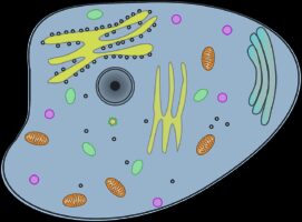 view, cell, information