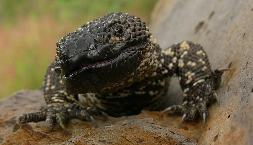 LAGARTO ENCHAQUIRADO » uno de los más venenosos que existen