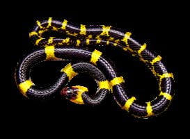 Serpiente de Coral.