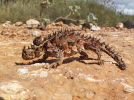 ANIMALES RAROS » Los animales más extraños que no conocías